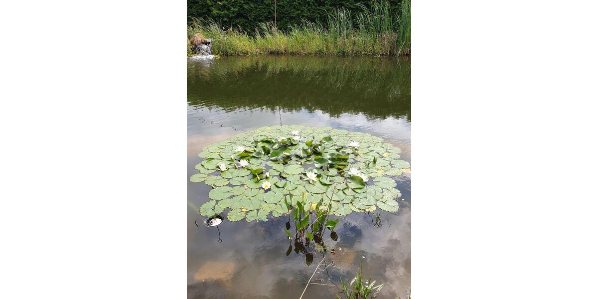 Bauernhaus, Landhaus Bismark (Altmark) - 10 Zimmer, 230 m&sup2;, 290.000&euro; | Angebot:26048181