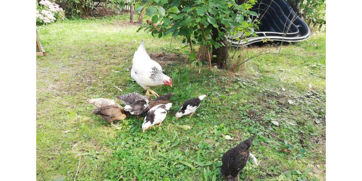 Bauernhaus, Landhaus Bad Liebenwerda - 6 Zimmer, 128 m&sup2;, 119.000&euro; | Angebot:25843679