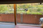 Bungalow Hönningen - 3 Zimmer, 50 m&sup2;, 52.900&euro; | Angebot:24841084