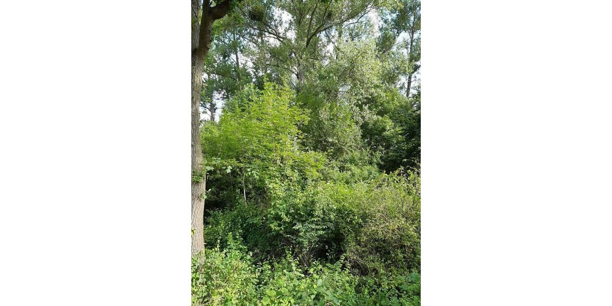 Grundstück Weißenborn - 24.280&euro; | Angebot:9488676