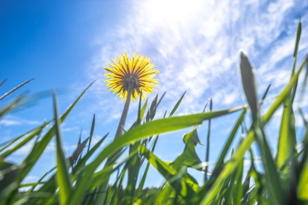 Zentrales Baugrundstück in Meerbusch - Grundstück Meerbusch Kierst | Angebot:24755266