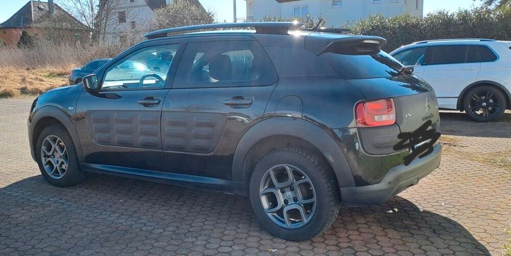 C4 Cactus