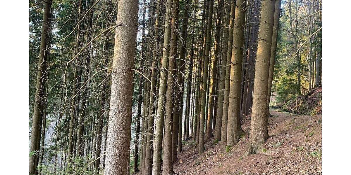 Grundstück Flossenbürg - 170.000&euro; | Angebot:26036735