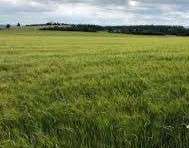 Grundstück Karlskron - 275.000&euro; | Angebot:22151282