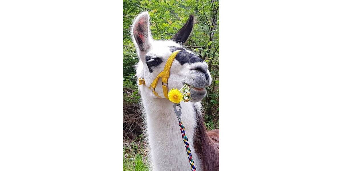 Gewerbeobjekt Pobershau Pobershau - 599.000&euro; | Angebot:25776690