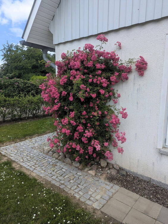 LANDHAUSIDYLLE AN DER OSTSEE - Provisionsfrei