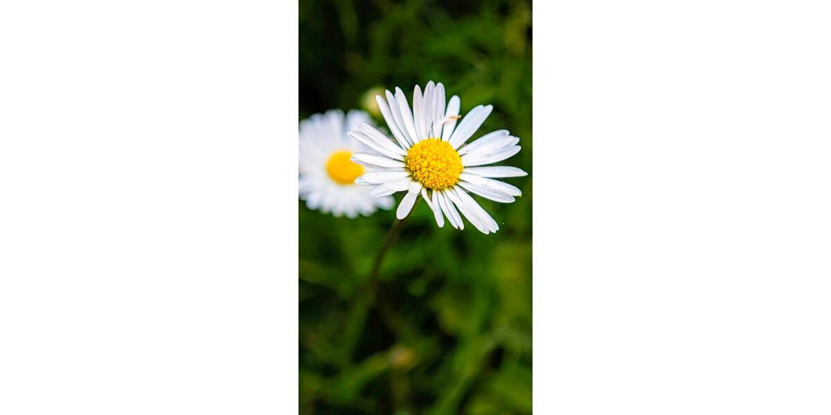 Einfamilienhaus Werder (Havel) - 3 Zimmer, 110 m&sup2;, 1.800&euro; | Angebot:26313849