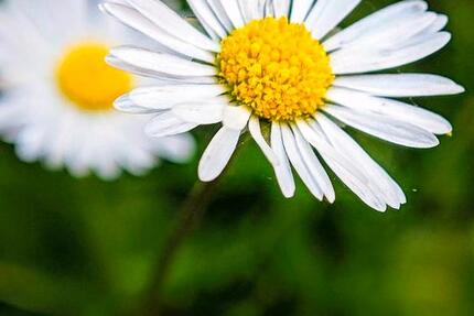 Haus Werder (Havel) - 3 Zimmer, 110 m&sup2;, 1.800&euro; | Angebot:26313849