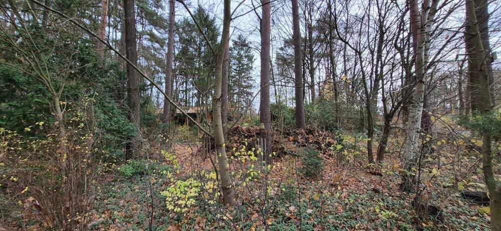 Idyllisches Blockhaus in gefühlter Alleinlage auf großem Grundstück - Bungalow Hitzacker Harlingen | Angebot:24917759