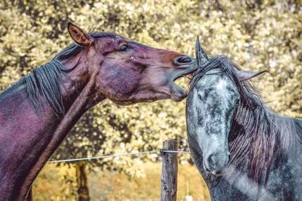 Haus Groß-Umstadt Umstadt - 5 Zimmer, 145 m&sup2;, 538.471&euro; | Angebot:25476499