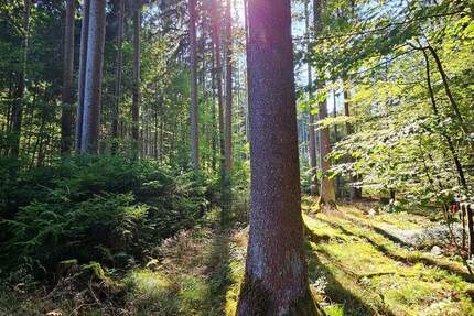 Grün, nachhaltig & regional. Wald als wertstabiles Investment! zimmer