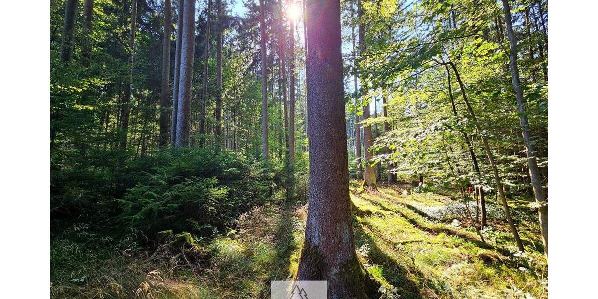 Grün, nachhaltig & regional. Wald als wertstabiles Investment! zimmer