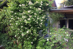 Einfamilienhaus Doberlug-Kirchhain Kirchhain - 2 Zimmer, 53 m&sup2;, 159.000&euro; | Angebot:25350058
