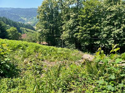 ERSCHAFFEN SIE IHREN WOHNTRAUM IM GRÜNEN - Grundstück Ottenhöfen im Schwarzwald | Angebot:25361196