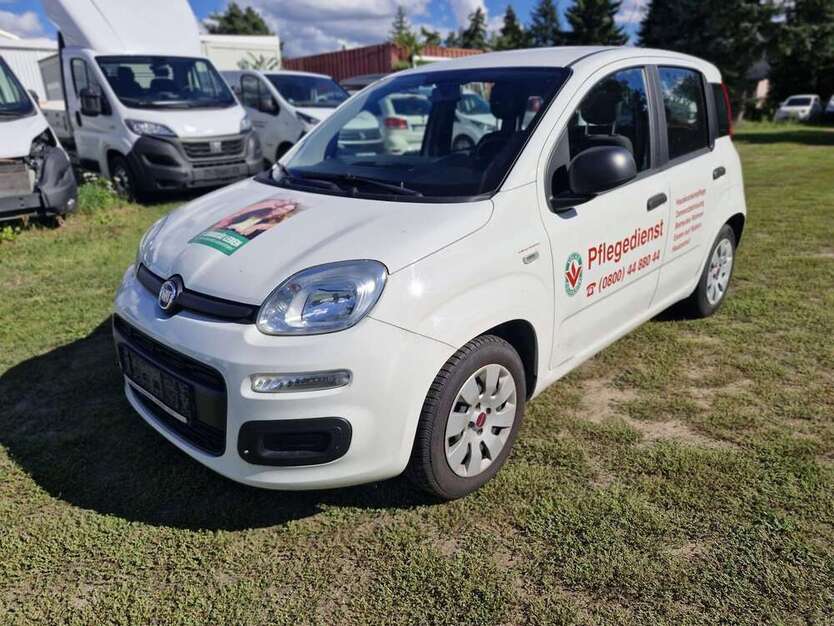 Panda