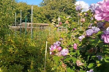 Grundstück Hamburg Hamburg-Mitte - 4.000&euro; | Angebot:25545148