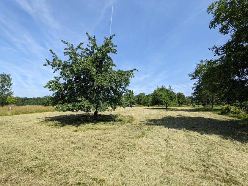 Grundstück Stückle Bietigheim Baumwiese Wiese Freizeitgrundstück