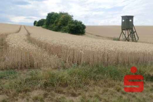 Grundstück Dettelbach - 43.000&euro; | Angebot:25765389