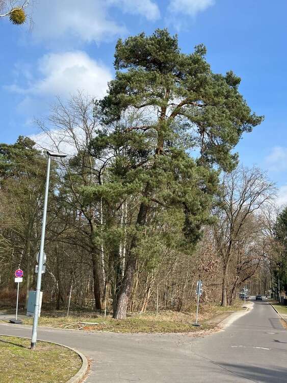 Paketverkauf in Falkensee: Zwei Reihenhäuser in ruhiger u. grüner Siedlungslage nahe Potsdam +Berlin 9 zimmer