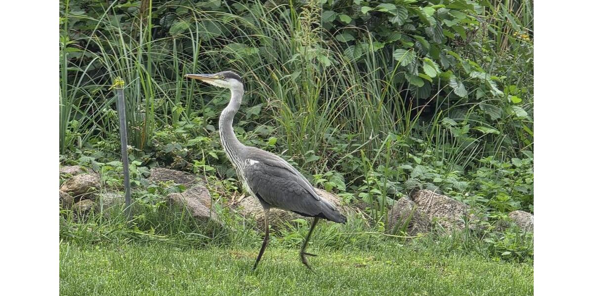 Reihenhaus Teterow - 3 Zimmer, 52 m&sup2;, 255.000&euro; | Angebot:26380018