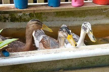 Wohnung Kelheim - 2 Zimmer, 65 m&sup2;, 750&euro; | Angebot:25524329