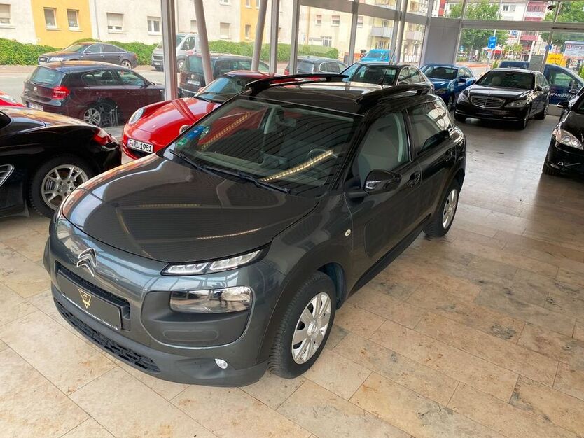 C4 Cactus