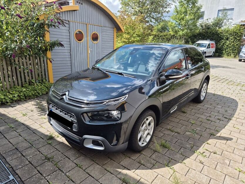 C4 Cactus