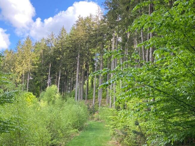 Grundstück Flossenbürg Altenhammer - 53.000&euro; | Angebot:22547384