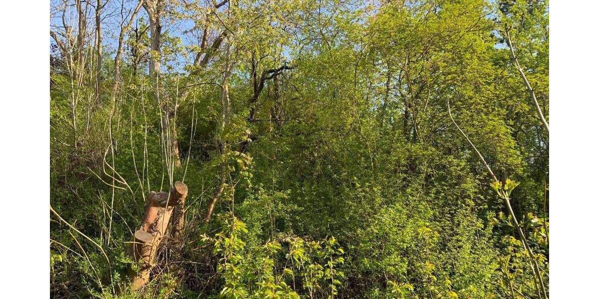 Grundstück Sondershausen - 19.500&euro; | Angebot:25667223