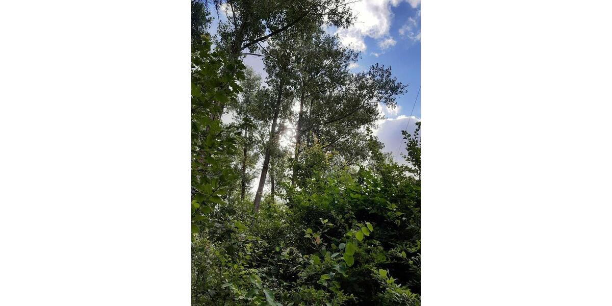 Grundstück Weißenborn - 24.280&euro; | Angebot:9488676