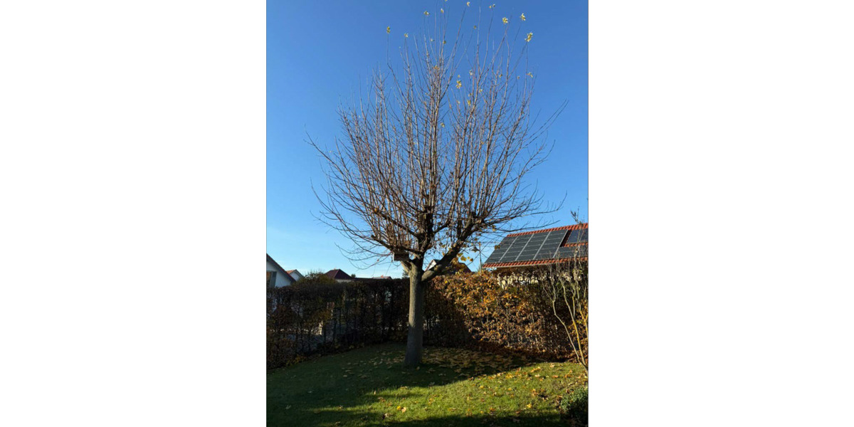 Einfamilienhaus Drei Gleichen Cobstädt - 7 Zimmer, 247 m&sup2;, 470.000&euro; | Angebot:23753593