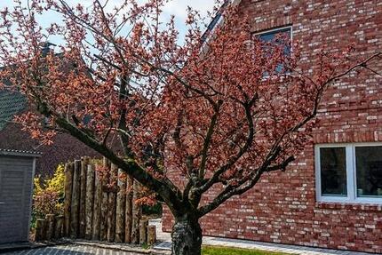 Haus Sankt Peter-Ording Ording - 3 Zimmer, 81 m&sup2;, 595.000&euro; | Angebot:24851428