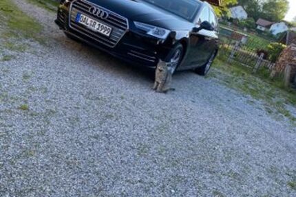Audi A4 59.000 km 20.500 &euro; Kaufbeuren 87600