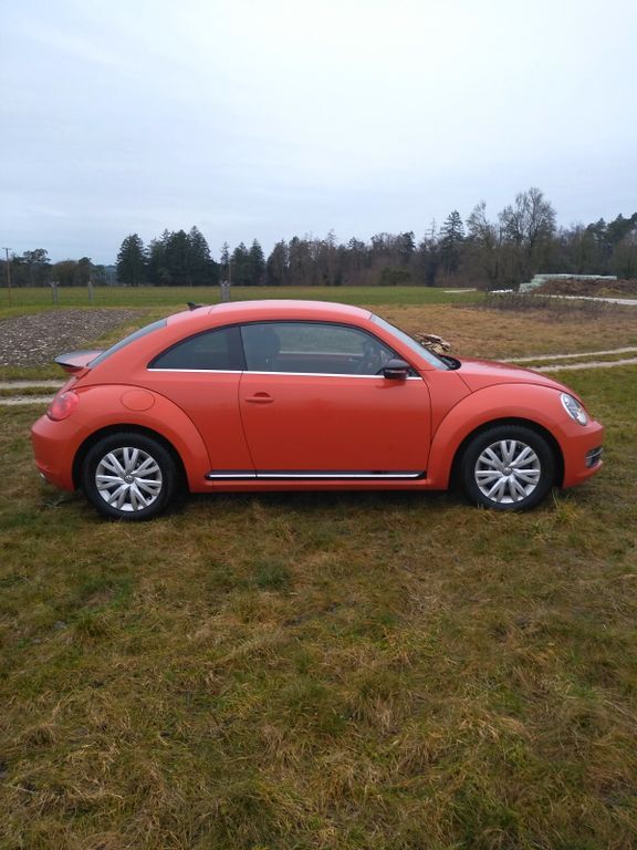 Beetle