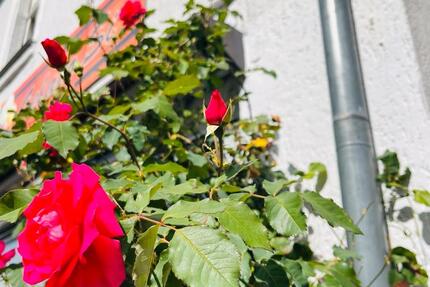 Wohnung Haus frei n sofort zu vermieten in Marktleuthen zimmer