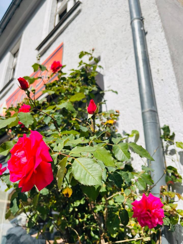Wohnung Haus frei n sofort zu vermieten in Marktleuthen zimmer