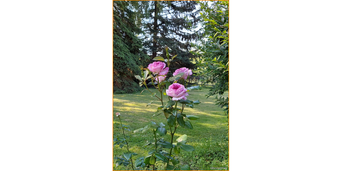 2 Wohnplätze * GROSSES schönes Grundstück* Haus-Bauplatz-Nebengelass, nahe an Wasser+ Wald* - Doppelhaushälfte Berlin / Schmöckwitz Schmöckwitz | Angebot:20337374