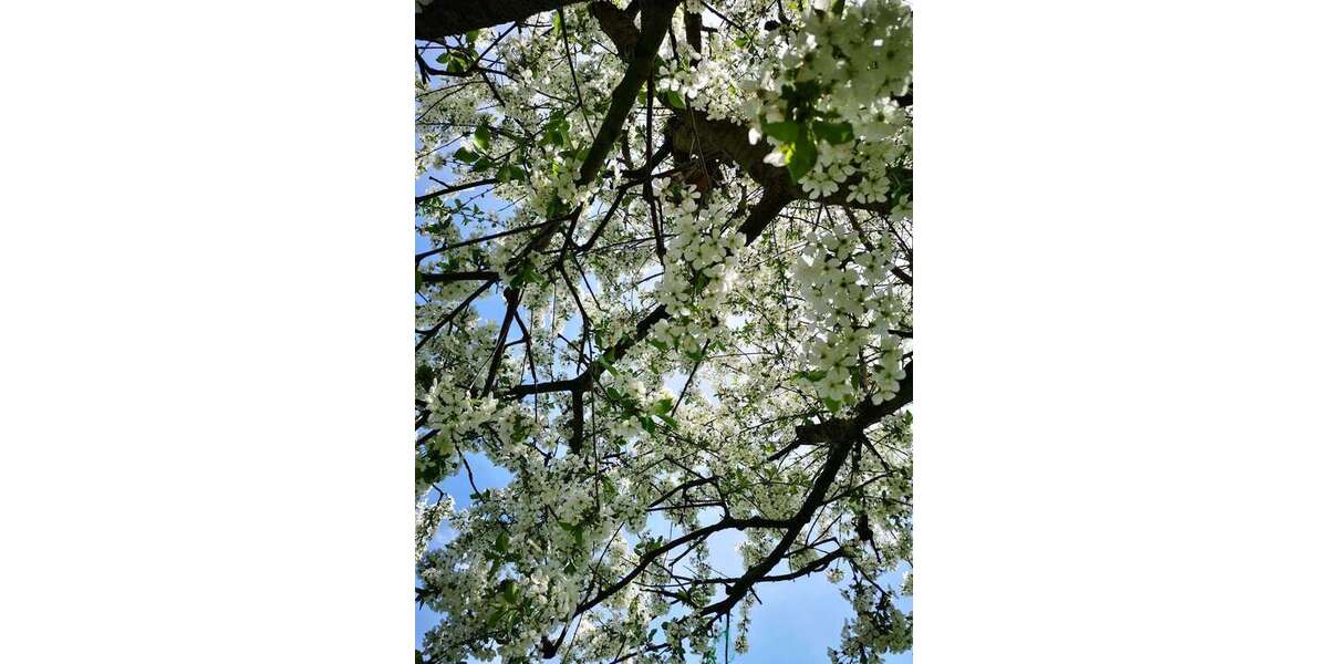 Grundstück Cottbus Merzdorf - 89.000&euro; | Angebot:25280272