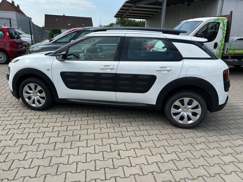 C4 Cactus