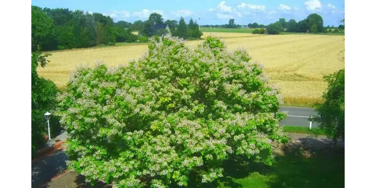 Mehrfamilienhaus, Wohnhaus Glückstadt - 2.950.000&euro; | Angebot:25775963