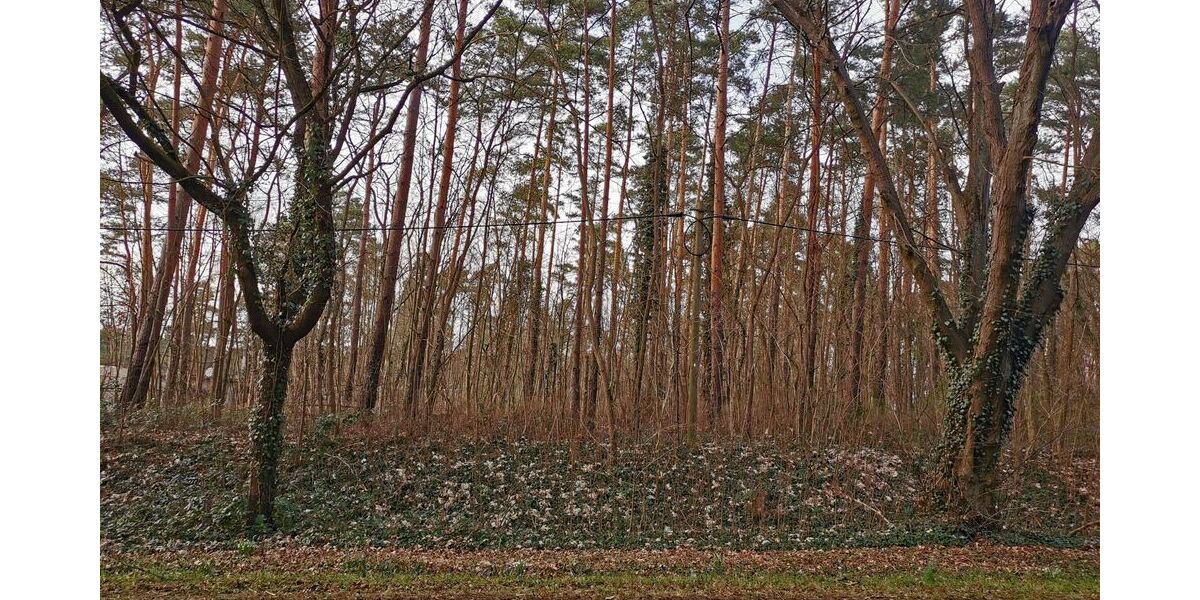 Ein Wald- und Wassergrundstück als perfekter Rückzugsort fürs Wochenende - Grundstück Grünheide (Mark) | Angebot:17331091