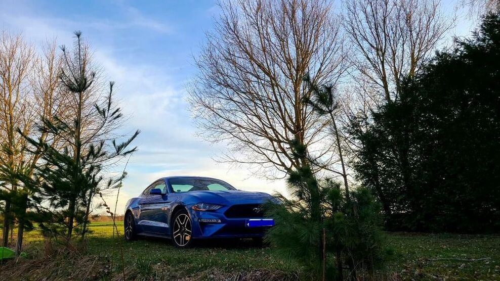 Mustang
