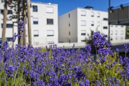 Wohnung Trier Weismark-Feyen - 2 Zimmer, 49 m&sup2;, 390&euro; | Angebot:26887037