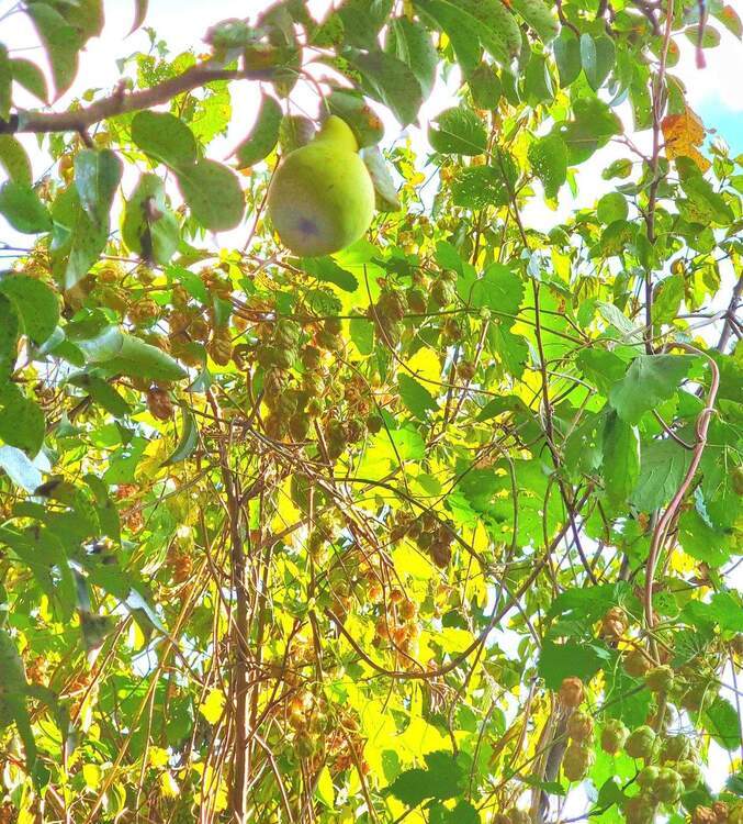 *Traumgrundstück in Bestlage für Ihr Traumhaus* zimmer