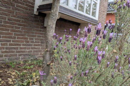 Rotklinker trifft Landhaus; DHH mit Wohnungsgrundbuch
