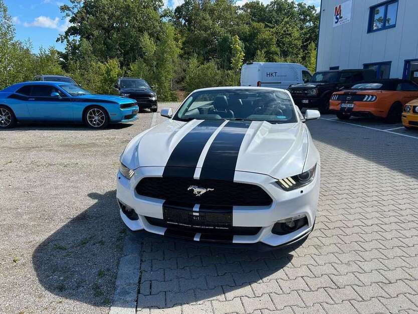 Mustang