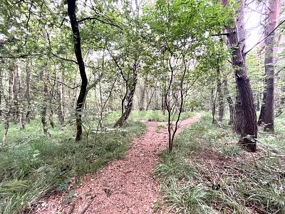 ATTRAKTIV FÜR FREIZEIT ODER IDEAL FÜR PROJEKTIERER - Grundstück Pinneberg | Angebot:26378421