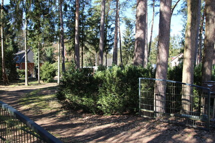 PHANTASTISCHES BAUGRUNDSTÜCK MIT WALDCHARAKTER IN KAKENSTORF ZU VERKAUFEN