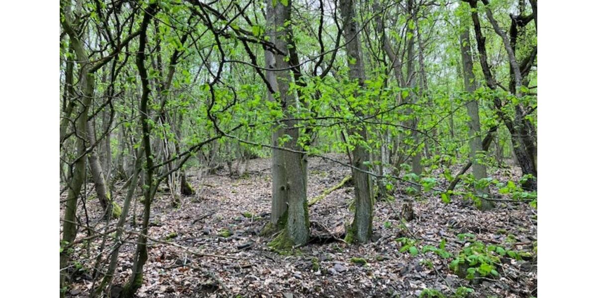 Grundstück Bruttig-Fankel Fankel - 5.950&euro; | Angebot:17639442