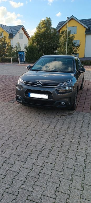 C4 Cactus